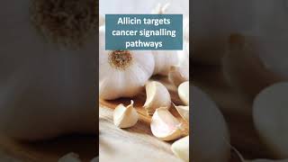 Allicin in Garlic Inhibits Cancer Cells [upl. by Jelks767]