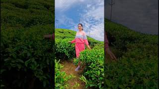 Darjeeling tea garden ☕🏡darjeeling shorts [upl. by Turner]