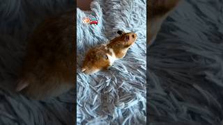 🐹Hamster runaway💨 hamsters hamsterkombat escape shortvideo diy [upl. by Hammad]