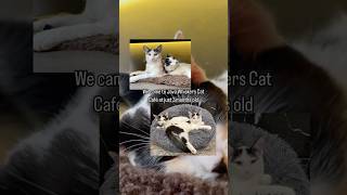 Herdy amp Gerdy’s story🧡 rescuecats catlover cutecat catcafe cats javawhiskers [upl. by Imef843]