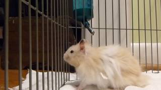 Syrian Hamster Basics [upl. by Auqeenahs]