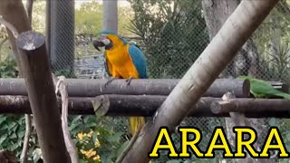 ARARA NO NOVO ZOOLÓGICO DA QUINTA DA BOA VISTA SÃO CRISTÓVÃO RIO DE JANEIRO CANTO DA ARARA AZUL [upl. by Tray]