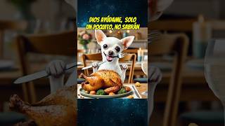 El perrito hambriento 🥘 shortsviral perros mismascotas mascotas chihuahua babypet perros [upl. by Breed306]