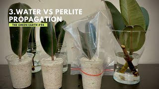 94 Rubber Plant Ficus Elastica Propagation from Cuttings  Indoor Plants  Part 3 [upl. by Thorne]