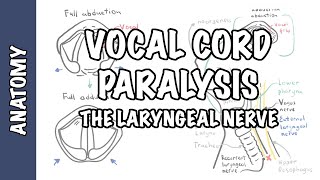 Laryngeal Nerve Palsy or Paralysis Anatomy physiology classification causes pathophysiology [upl. by Loriner480]