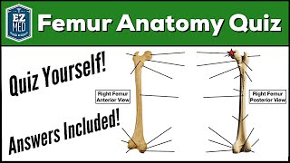 Femur Bone Anatomy Quiz Labeled Diagram [upl. by Ewold]