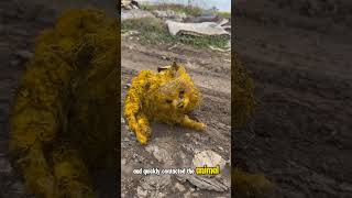 Injured abandoned dog rescued covered in paint from street❤️ [upl. by Krystalle196]