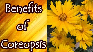 Benefits of Coreopsis [upl. by Alderson]