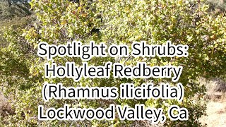 Spotlight on Shrubs Hollyleaf Redberry Rhamnus ilicifolia 102124 Lockwood Valley Ca [upl. by Leeban]