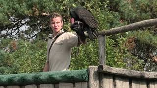 Safaripark Beekse Bergen Roofvogelshow Birds of Prey Show [upl. by Eillod]