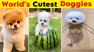 Top 10 Adorable Dog Breeds in The World  Cutest Dog Breeds [upl. by Gibe]