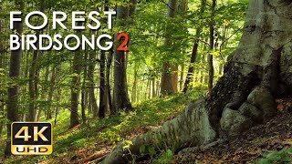 4K Forest Birdsong 2  Birds Sing in the Woods  No Loop Realtime Birdsong  Relaxing Nature Video [upl. by Euqinor81]