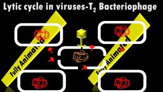 Lytic cycle in Viruses for Class XII [upl. by Stesha38]