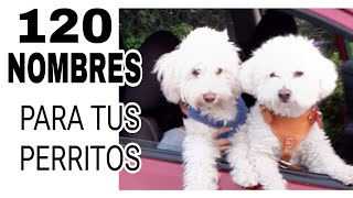 🙀 120 NOMBRES PARA TUS PERRITOS  PERRIHIJOS  2024 🐶🐕🐕‍🦺🐩 [upl. by Akiv]