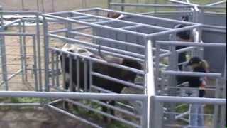 Longhorn Moss Extreme Cattle Pen [upl. by Dalston]