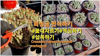 희성금키우기 꽃대정리 적심하기 삽목하기 Crassularupestrisvariegata [upl. by Eimiaj]