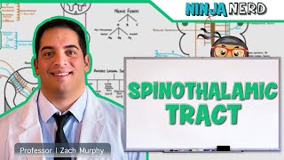 Ascending Tracts  Spinothalamic Tract [upl. by Aynatan]