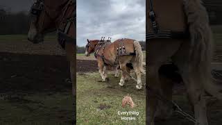 Very cloudy plow day horse belgiandrafthorse drafthorses plowdays [upl. by Christyna]