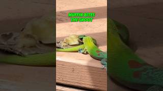 Day gecko has a bruised ego gecko lizard reptiles cuteanimals funnyanimals funnyshort [upl. by Kristoforo]