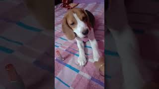 Dekho kemon amar pechone lagche 🐩❤goofy the cute beagle ❤ [upl. by Ilrahc728]