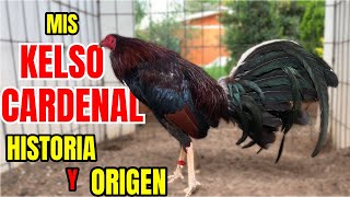 MIS KELSO CARDENAL SU HISTORIA Y ORIGEN [upl. by Kyd925]