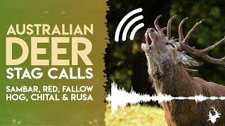 Australian Deer Stag Calls  Sambar Red Fallow Hog Chital amp Rusa  Croaks Honks Barks amp Roars [upl. by Firmin]