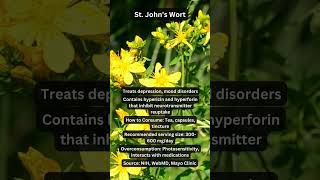 St John’s Wort for Depression and Mood herbal herbalmedicine [upl. by Eldoria]