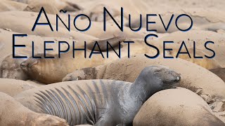 Elephant seals of Año Nuevo May 2022 [upl. by Lyrret]