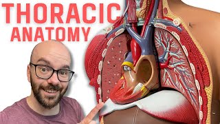 Thoracic Region Anatomy  Every Chest Cavity Structure Labeled [upl. by Sarson263]