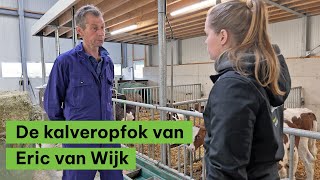 De kalveropfok van Eric van Wijk  BoerENverstand [upl. by Burl]