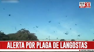 Alerta por plaga de langostas en el norte del país [upl. by Dorelle]