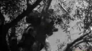 La kabylie en 1946 clip01 [upl. by Trstram]