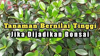 20 Jenis Tanaman Yang Bisa Dijadikan Bonsai Beberapa Jenis Masih Banyak Di Alam Liar [upl. by Adelice657]