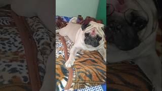 Hazel ki sariga chusukomu ani comments peduthunaru  pug shorts  yt shorts  DivyasreeAgrifarm [upl. by Britney257]