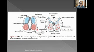 Development of the Nervous System Part 1 [upl. by Herminia]