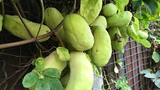 Chocolate vine  Akebia Quinata abundant crop is starting to ripen in mid September [upl. by Felton]