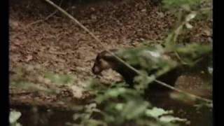 Rare Video Footage of a Pygmy Hippo in Tai Forest Ivory Coast  Part I [upl. by Stonwin]