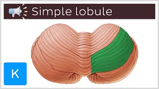 Simple lobule  Anatomical Terms Pronunciation by Kenhub [upl. by Filipe]