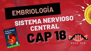 CAP 18SISTEMA NERVIOSO CENTRALEMBRIOLOGÍA MÉDICA DE LANGMANRESUMENPODCASTAUDIO [upl. by Yecats]