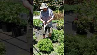 How to Prune Spirea flowering plants from Settlemyre Nursery [upl. by Elwina715]