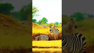 African Zebra 🦓🦓 in African National Park African Wildlife shorts trending wildlife zebra [upl. by Mariann]