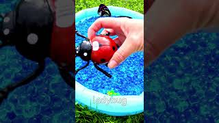 3 4 5 Year Old Learning Video  Learn Bug Names for Boys Girls Mosquito Ant Dragonfly Ladybug [upl. by Colbye]