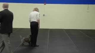 AKC Cairn Terrier Obedience [upl. by Ojok907]