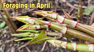 Foraging in April Part 4 of 4 UK Wildcrafts Foraging Calendar Series [upl. by Alvie46]