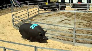 FAST and FATRosaires Racing Pigs [upl. by Domineca]