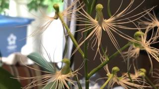 ORCHID SPOTLIGHT HABENARIA MEDUSA [upl. by Ariuqahs874]