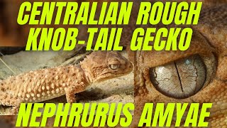 4K Centralian Rough Knobtailed Gecko  Nephrurus Amyae  Central Australia [upl. by Nnarefinnej]