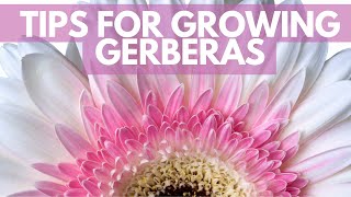 Grow Gerberas for profit [upl. by Orlosky]