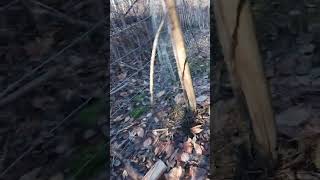 damage from flood  storm Farmington maine December 2023 [upl. by Cissy]