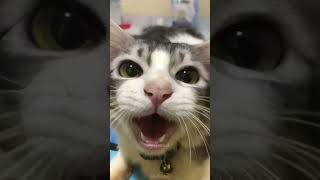 🤣😺 cat mycatchannel funny catchannel yourcat shortvideo pets catschannel yourpet [upl. by Eidorb559]